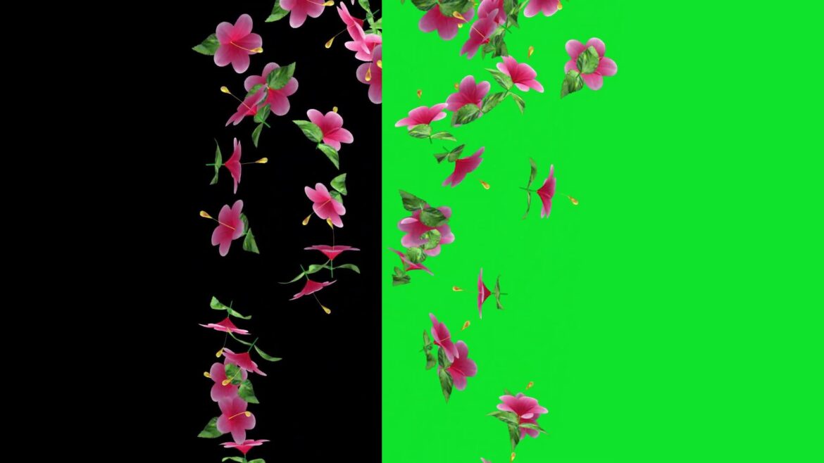 Only Center Falling Hibscus Flowers Animation Black Screen and Green Screen No Copyright Video