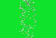 Chamolian Flowers Falling Animation Green Screen and Black Screen Video No Copyright