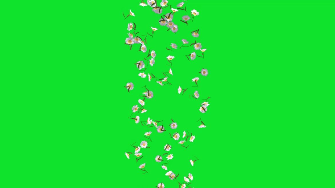 chamolian-flowers-falling-animation-green-screen-and-black-screen-video-no-copyright Chamolian Flowers Falling Animation Green Screen and Black Screen Video No Copyright