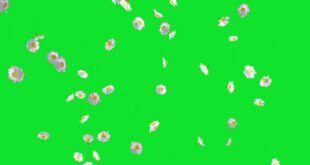 Falling Animation Flowers Green Screen and Black Screen Video No Copyright Footage