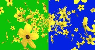 Falling Flowers Animation from Sky Green Screen and Blue Screen Video Effects HD