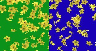 Flowers Falling Green Screen and Blue Screen Video Background No Copyright Footage