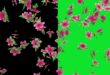 Hibiscus Flowers Falling Animation Green Screen and Black Screen Free Download Video