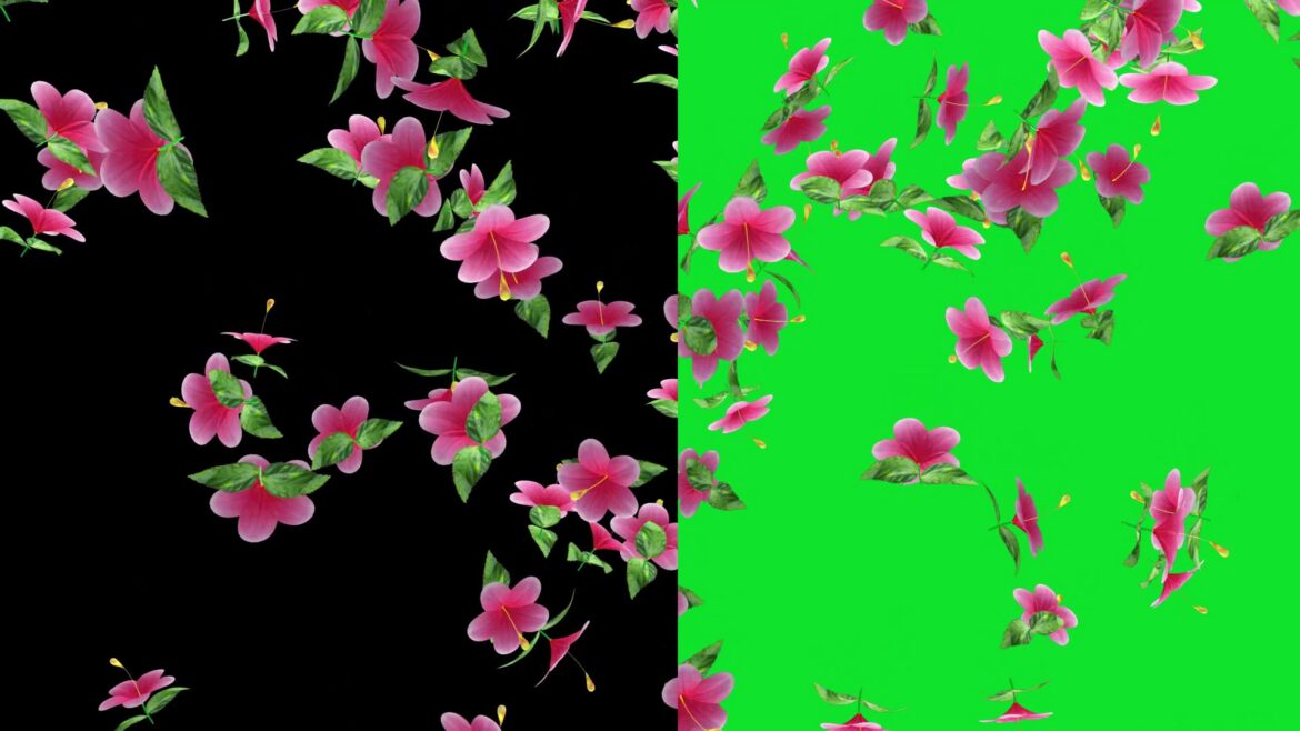 Hibiscus Flowers Falling Animation Green Screen and Black Screen Free Download Video Hibiscus Flowers Falling Animation Green Screen and Black Screen Free Download Video