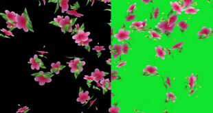 Hibiscus Flowers Falling Animation Green Screen and Black Screen Free Download Video