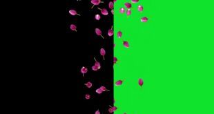 Nature Flower Tulip Falling Animation Green Screen and Black Screen Background Video Effects