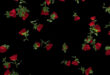 Rose Flowers With Leaves Falling Animation Black Screen and White Screen Background