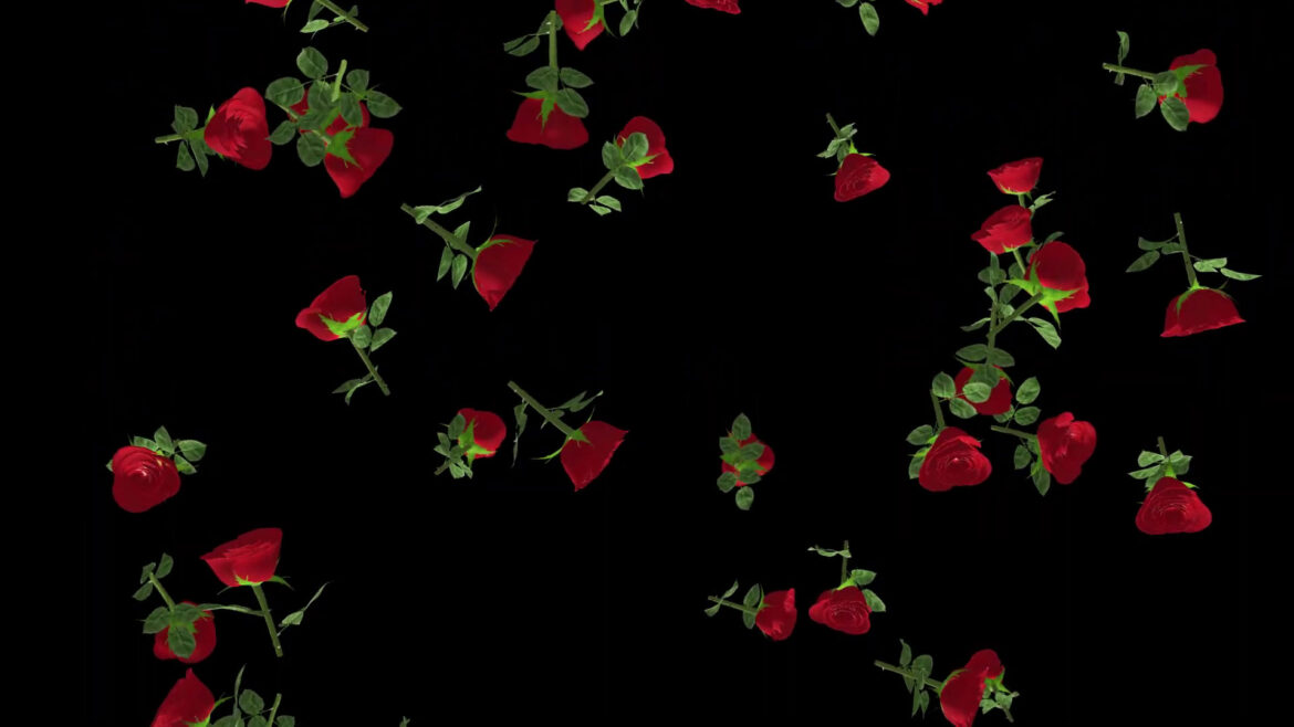 Rose Flowers With Leaves Falling Animation Black Screen and White Screen Background