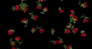 Rose Flowers With Leaves Falling Animation Black Screen and White Screen Background